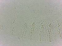 Calohypsibius ornatus image