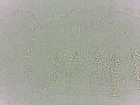 Calohypsibius ornatus image
