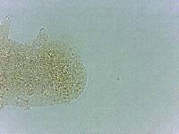 Calohypsibius ornatus image