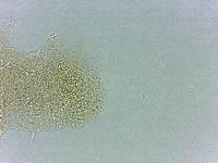 Calohypsibius ornatus image