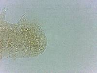 Calohypsibius ornatus image
