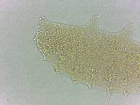 Calohypsibius ornatus image