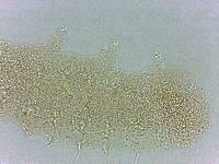 Calohypsibius ornatus image