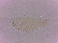 Calohypsibius ornatus image
