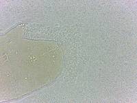 Calohypsibius ornatus image