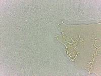 Calohypsibius ornatus image