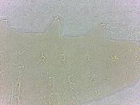 Calohypsibius ornatus image