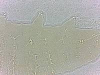 Calohypsibius ornatus image