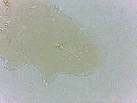 Calohypsibius ornatus image