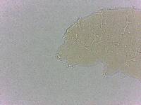 Calohypsibius ornatus image