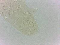 Calohypsibius ornatus image