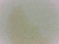 Calohypsibius ornatus image
