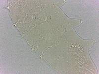 Calohypsibius ornatus image