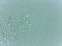 Calohypsibius ornatus image
