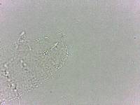 Calohypsibius ornatus image
