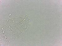 Calohypsibius ornatus image