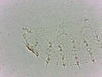 Calohypsibius ornatus image