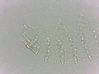 Calohypsibius ornatus image