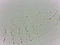 Calohypsibius ornatus image