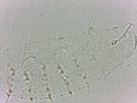 Calohypsibius ornatus image