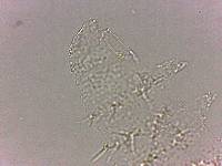 Calohypsibius ornatus image
