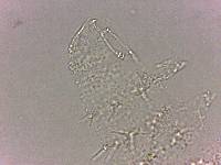 Calohypsibius ornatus image