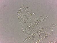 Calohypsibius ornatus image