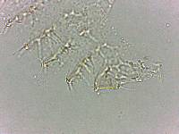 Calohypsibius ornatus image