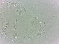 Calohypsibius ornatus image