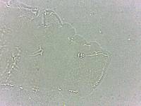 Calohypsibius ornatus image