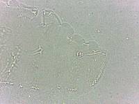 Calohypsibius ornatus image
