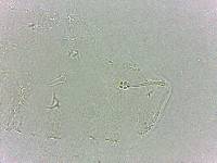 Calohypsibius ornatus image