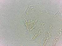 Calohypsibius ornatus image