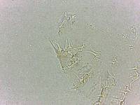 Calohypsibius ornatus image