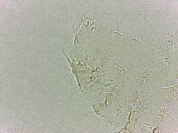 Calohypsibius ornatus image