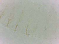Calohypsibius ornatus image