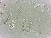 Calohypsibius ornatus image