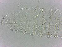 Calohypsibius ornatus image