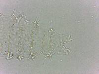 Calohypsibius ornatus image