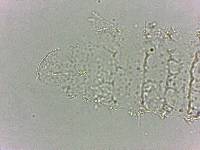 Calohypsibius ornatus image