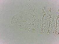 Calohypsibius ornatus image