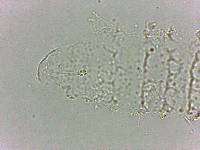 Calohypsibius ornatus image