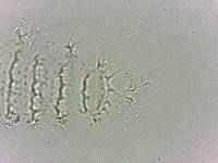 Calohypsibius ornatus image
