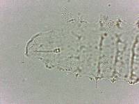 Calohypsibius ornatus image
