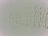 Calohypsibius ornatus image