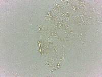Calohypsibius ornatus image