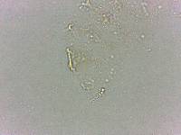 Calohypsibius ornatus image
