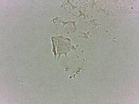 Calohypsibius ornatus image