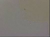 Echiniscoides sigismundi image
