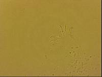 Echiniscoides sigismundi image